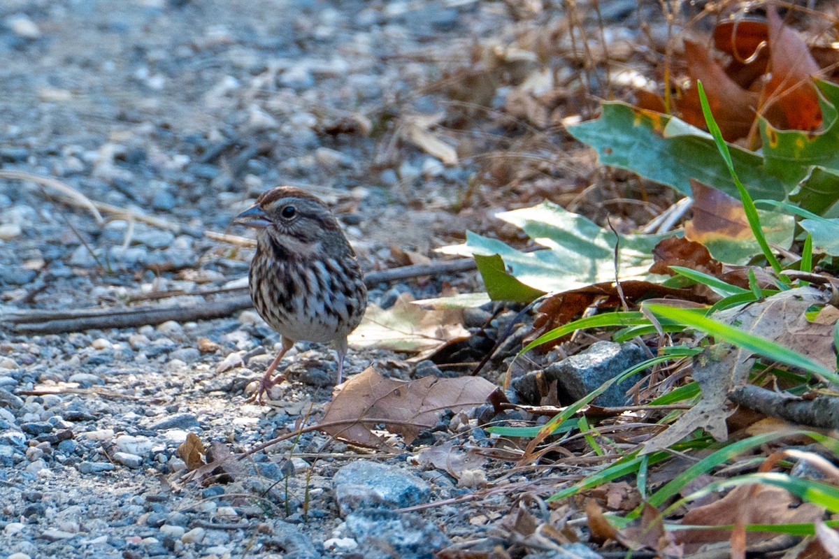 sangspurv - ML644624419