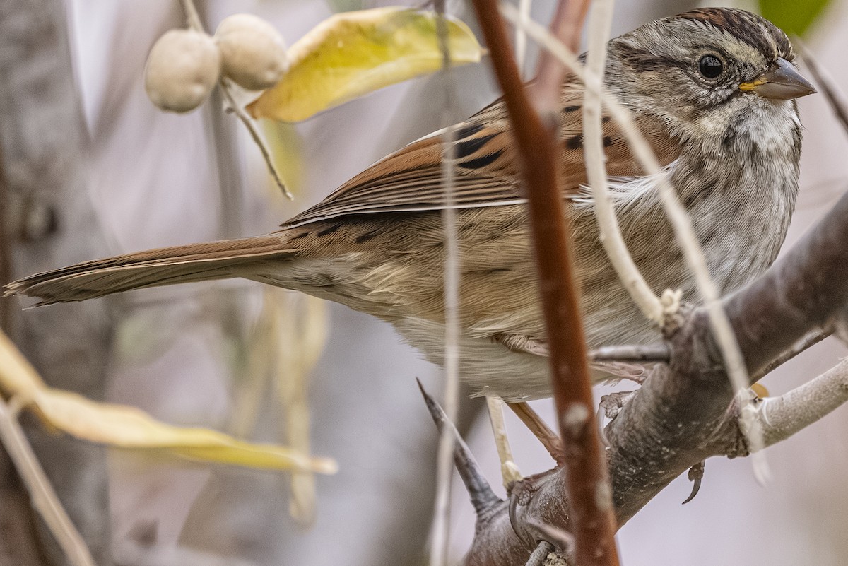 Swamp Sparrow - ML644624423