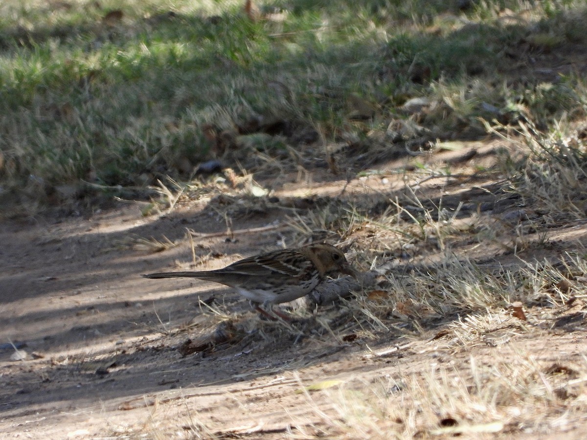 Harris's Sparrow - ML644624424