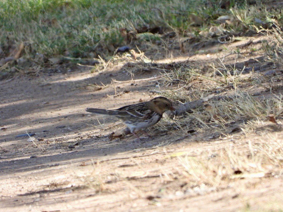 Harris's Sparrow - ML644624425