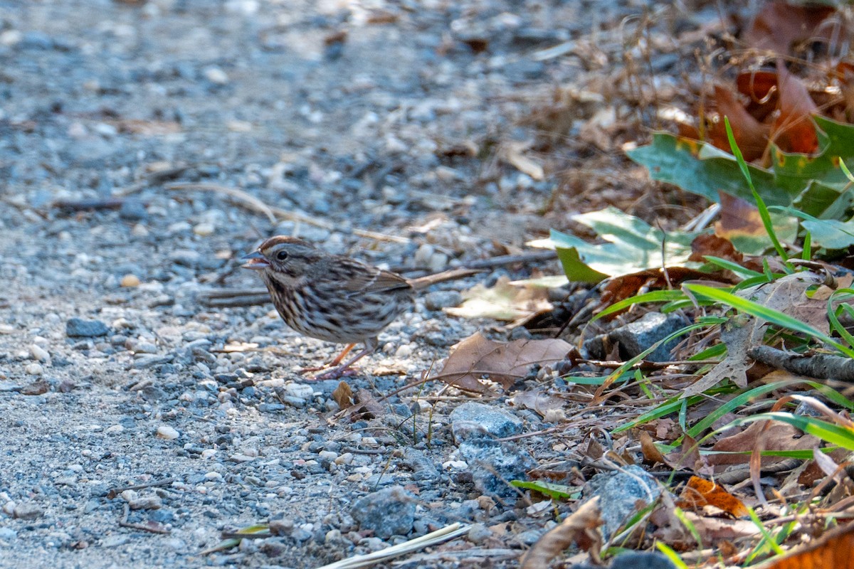 sangspurv - ML644624428