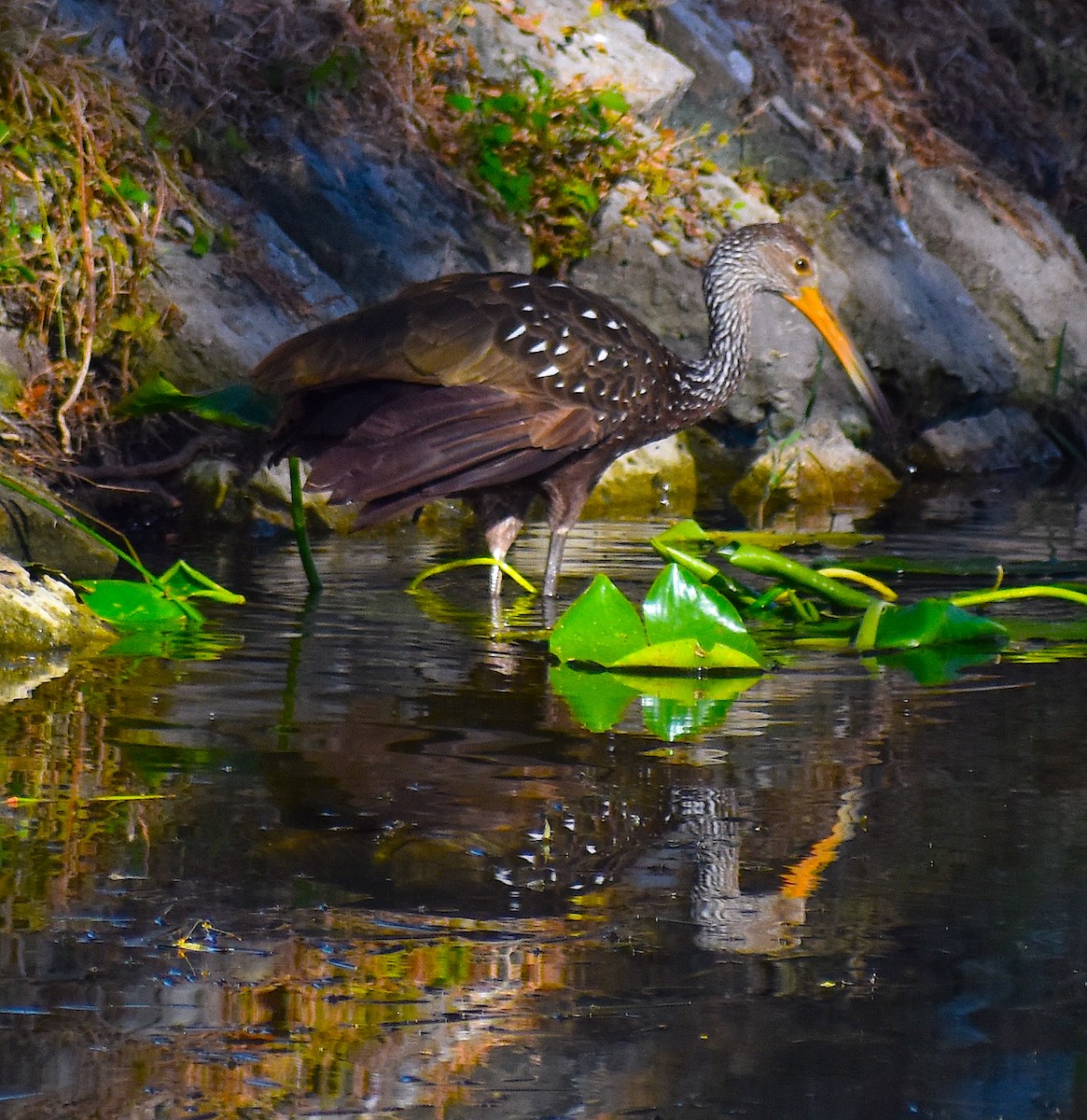 ツルモドキ - ML644624436