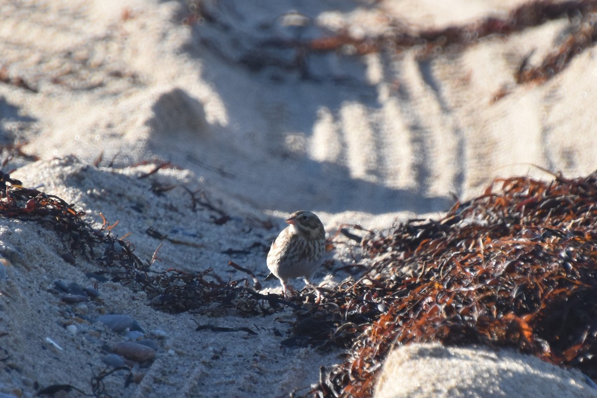Пасовник савановий - ML644624443