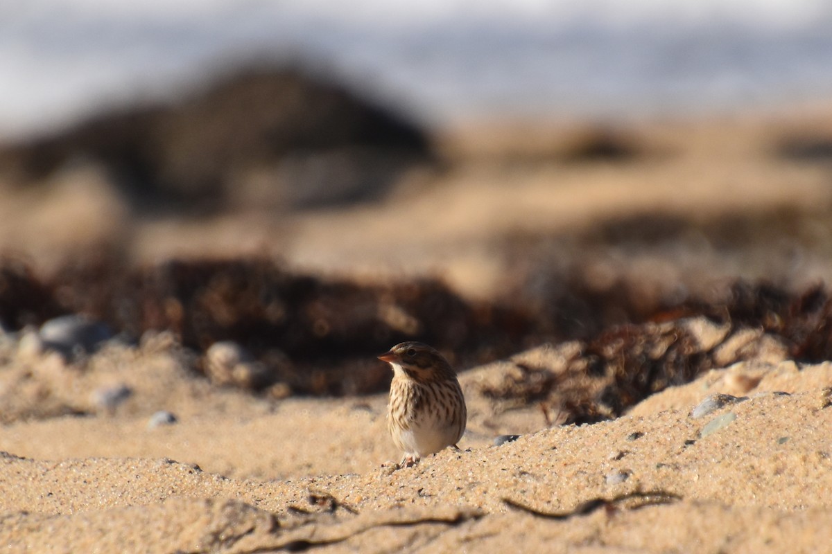 Пасовник савановий - ML644624444