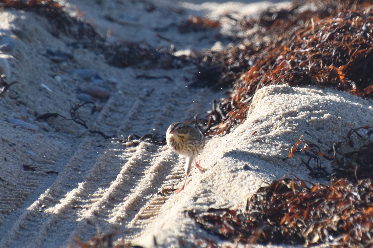 Пасовник савановий - ML644624445