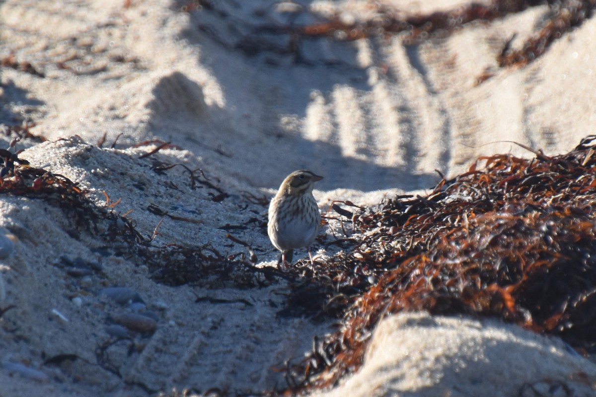 Пасовник савановий - ML644624446