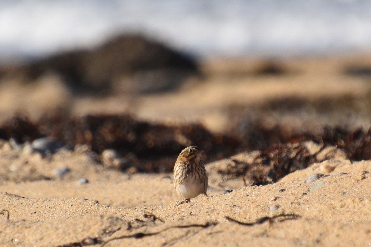 Пасовник савановий - ML644624447
