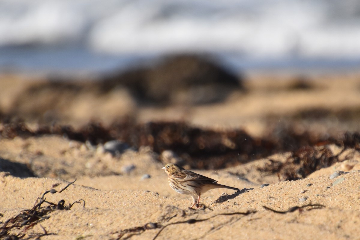 Пасовник савановий - ML644624450