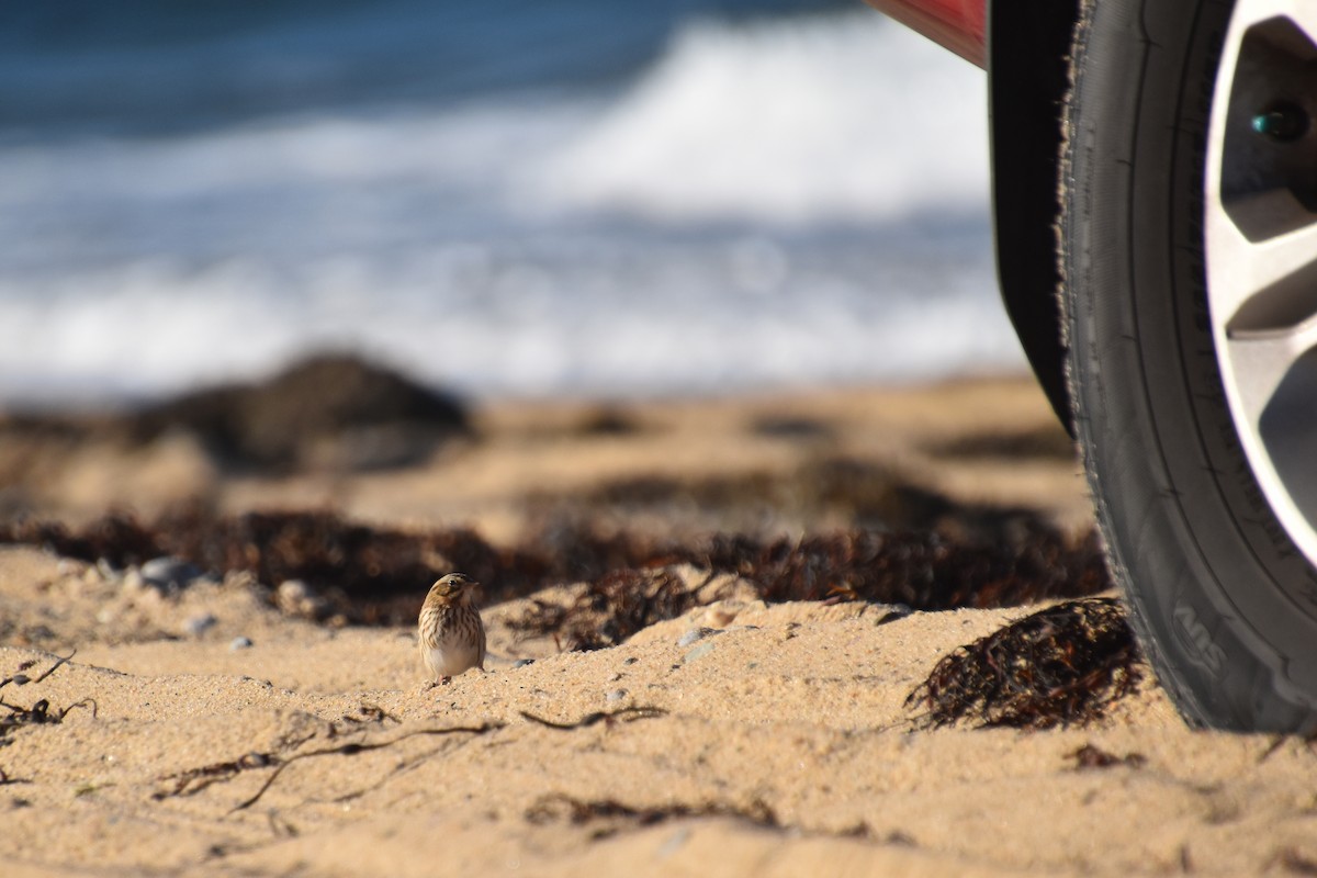 Пасовник савановий - ML644624451