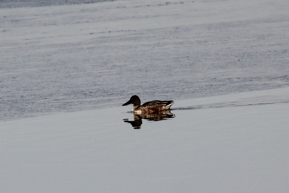 Халбага нугас - ML644624456