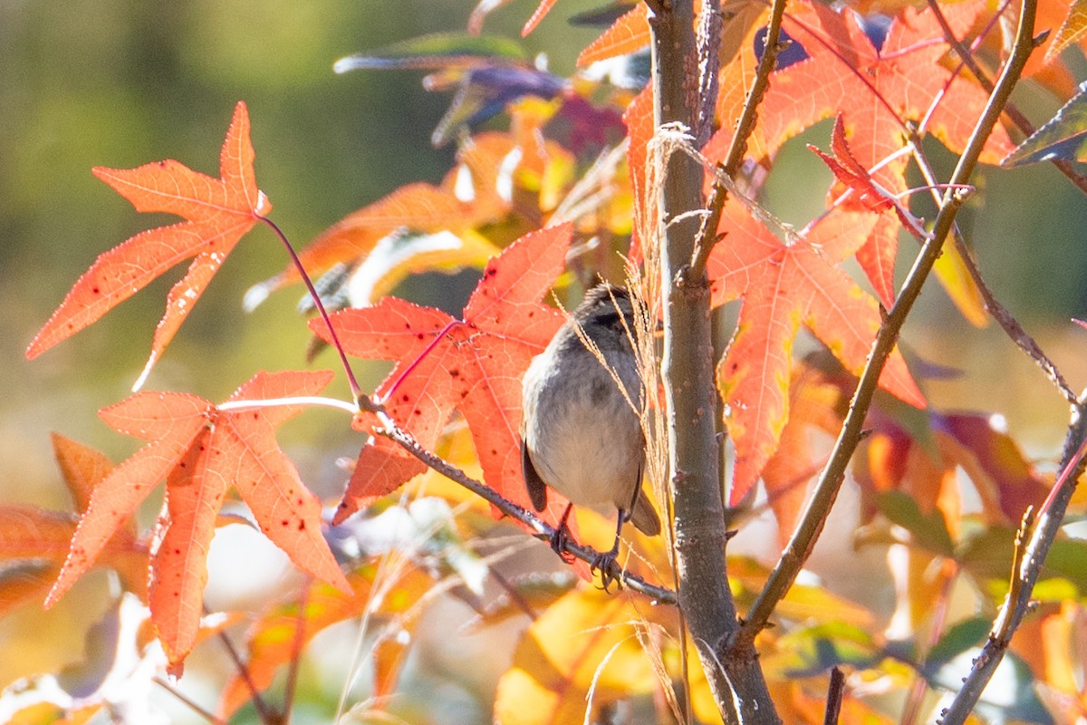 Swamp Sparrow - ML644624461