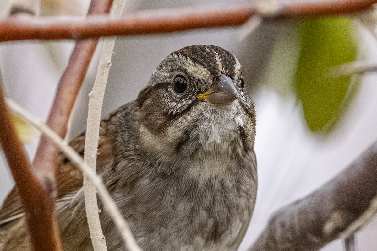 Swamp Sparrow - ML644624463