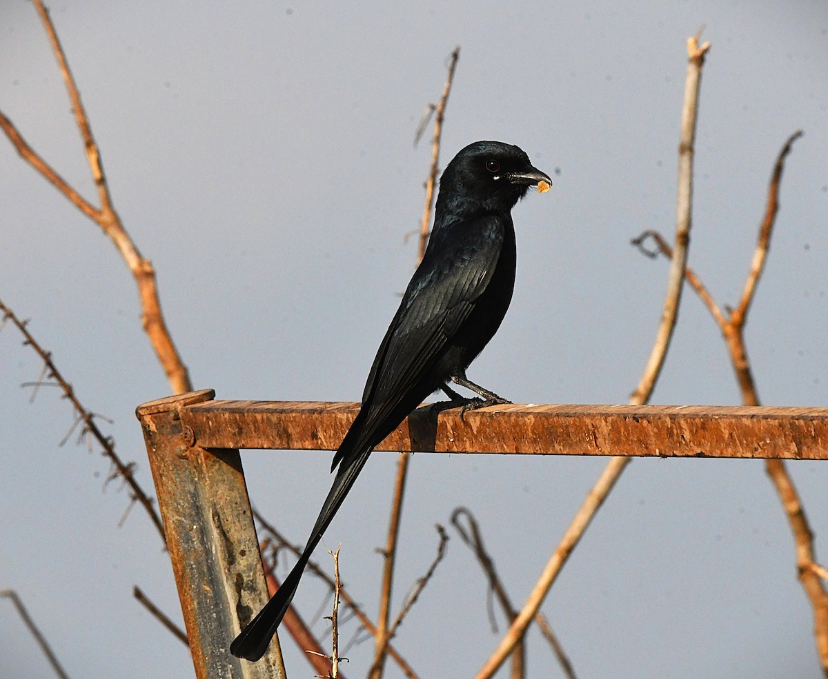 svartdrongo - ML644624464