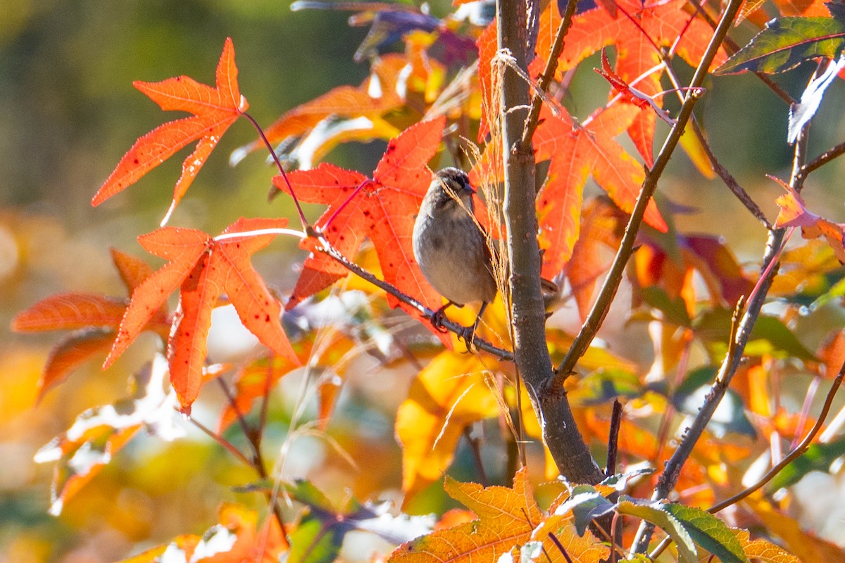 Swamp Sparrow - ML644624466