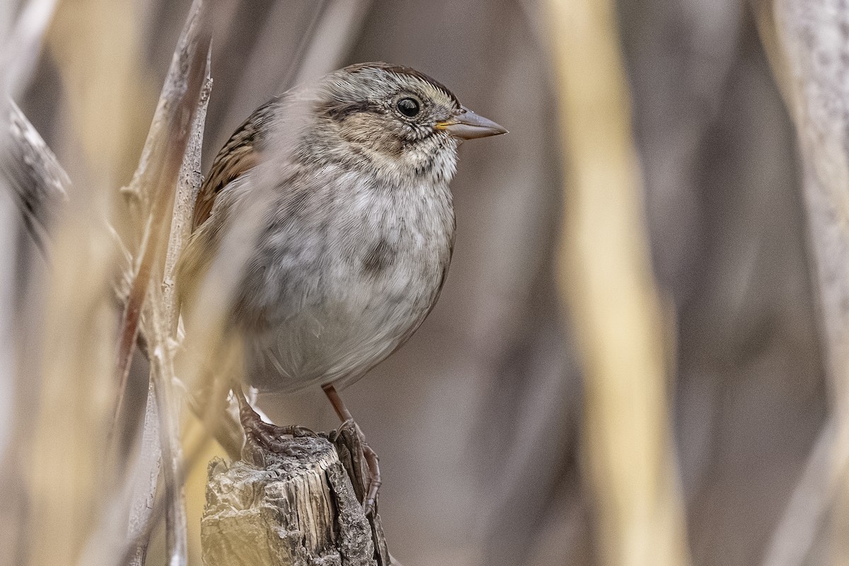 Swamp Sparrow - ML644624467
