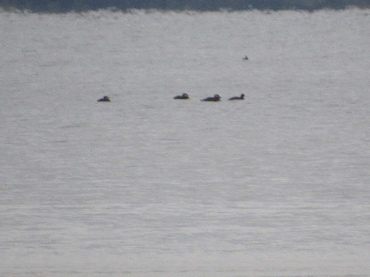 turpan žlutozobý - ML644624468