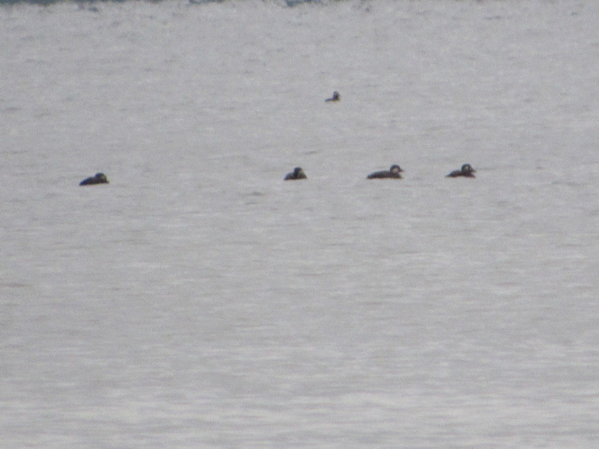 turpan žlutozobý - ML644624469