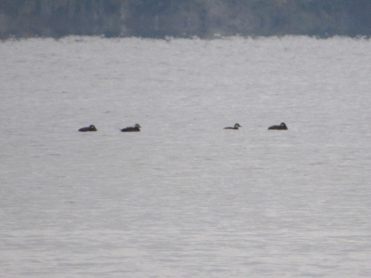 turpan žlutozobý - ML644624470