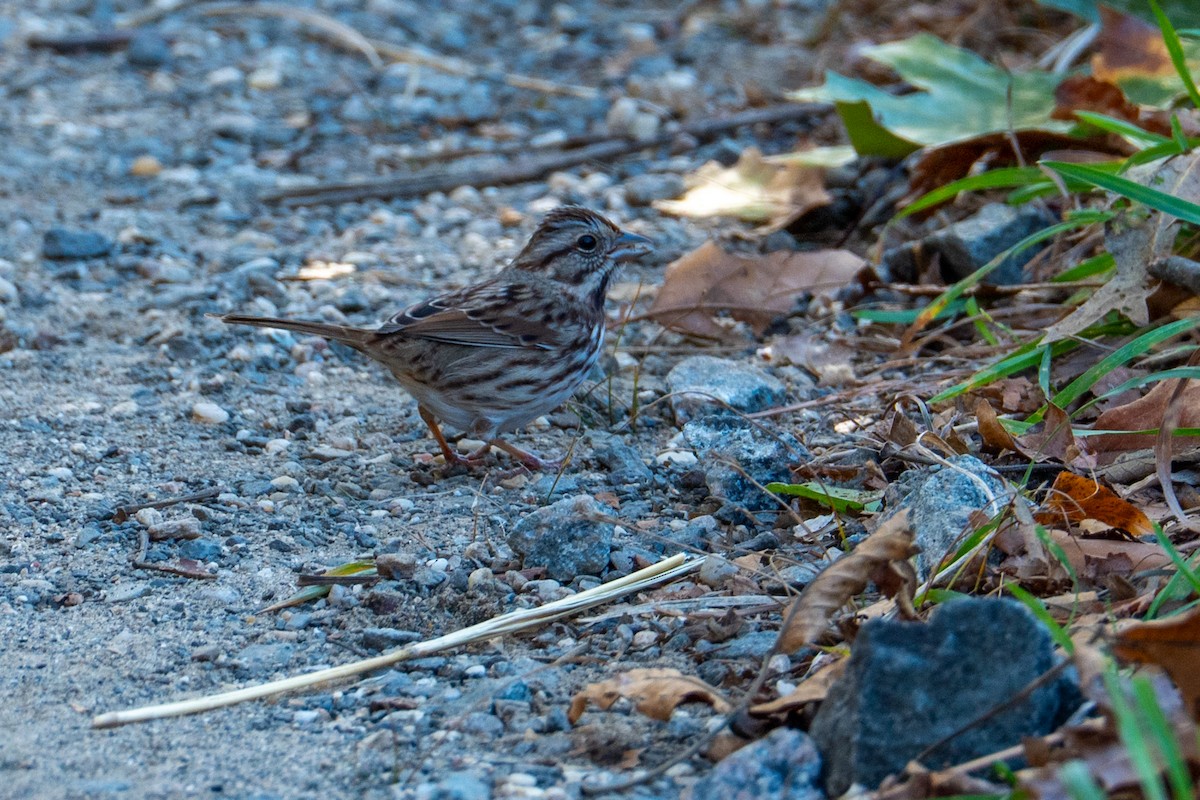 sangspurv - ML644624474