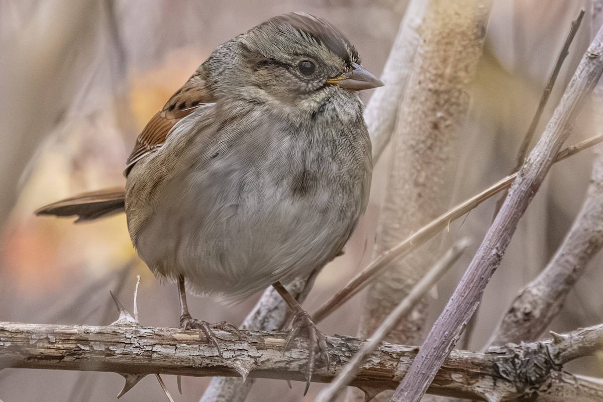 Swamp Sparrow - ML644624476