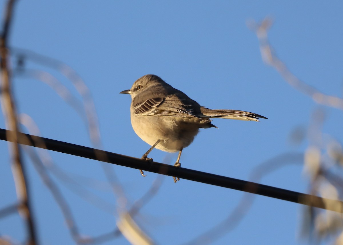 Northern Mockingbird - ML644624479