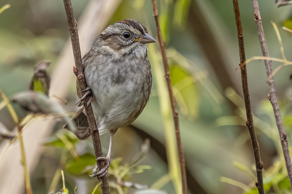 Swamp Sparrow - ML644624481