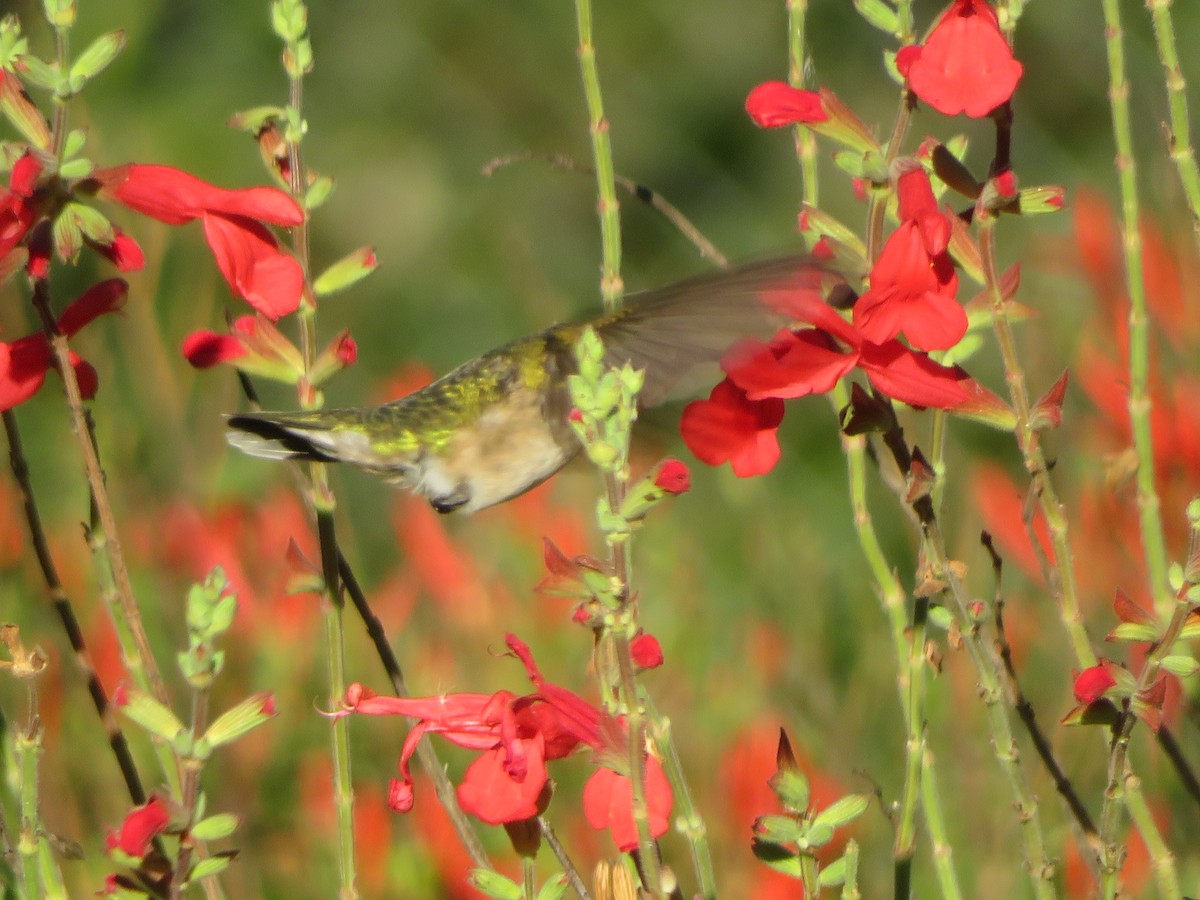 Колібрі рубіновогорлий - ML644624486