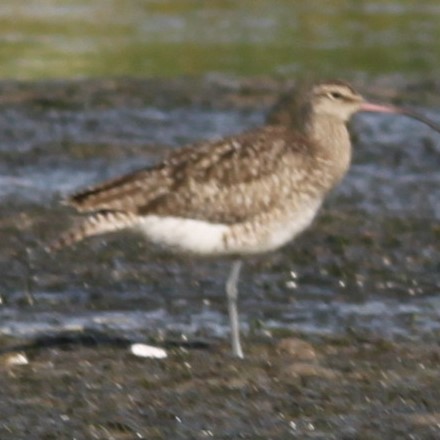 Eurasian Whimbrel (European) - ML644624491