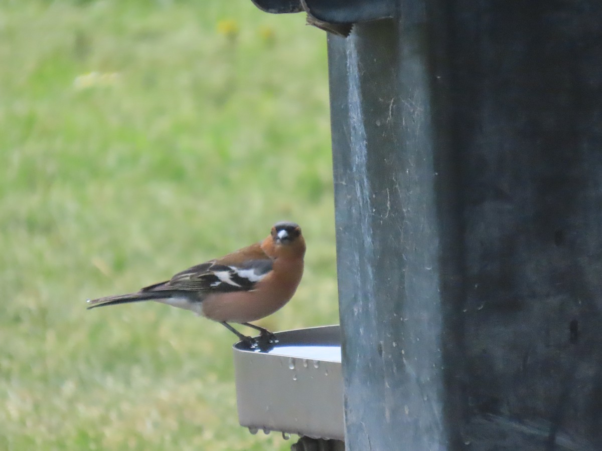 Fringuello - ML644624496