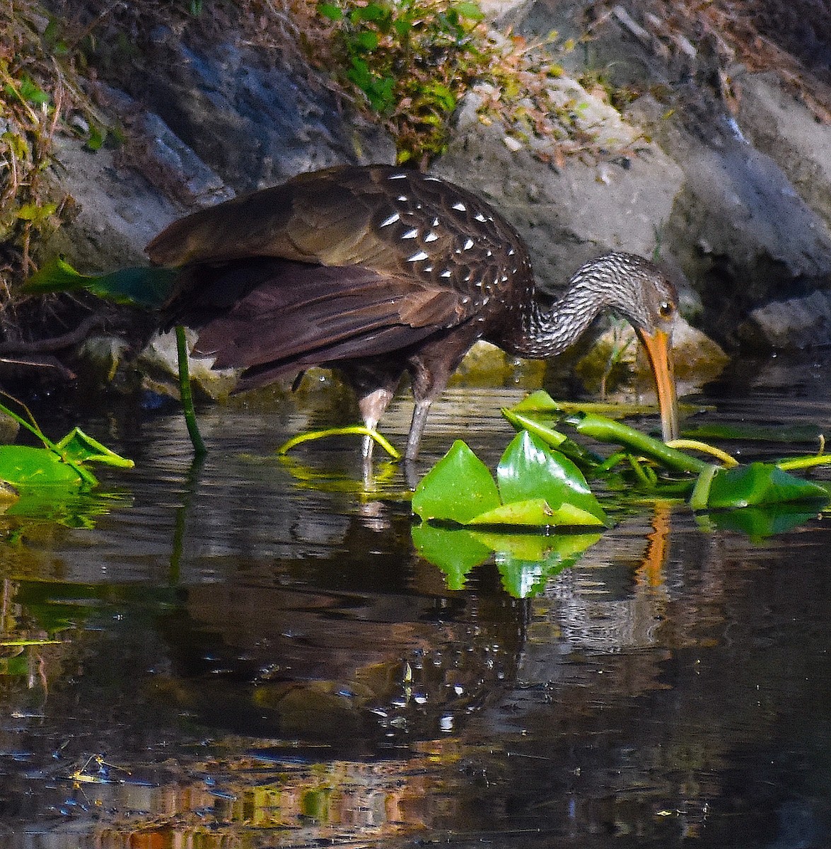 ツルモドキ - ML644624498