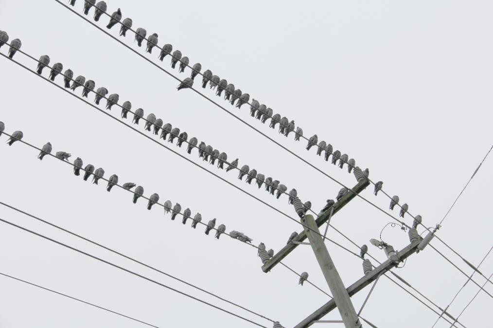 Голуб сизий (міський) - ML644624500