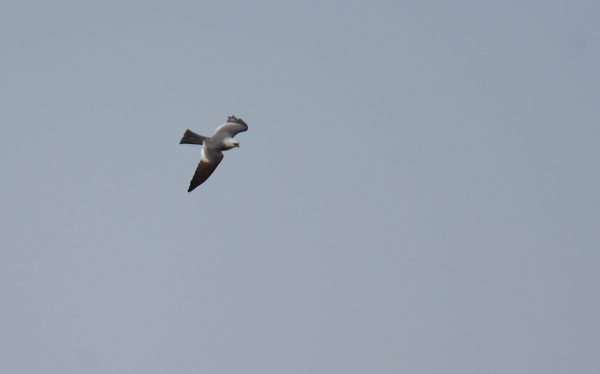 Шуліка світлоголовий - ML644624501