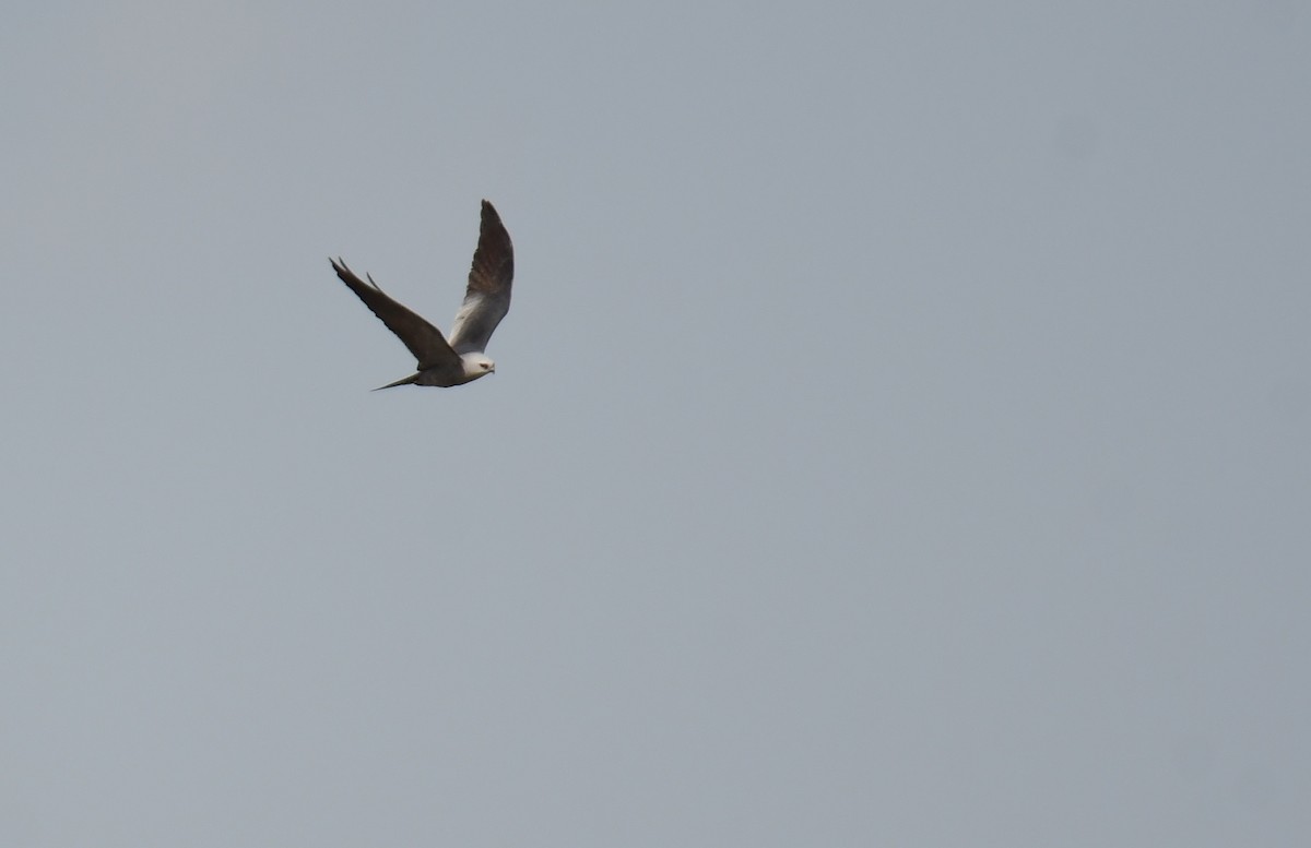 Шуліка світлоголовий - ML644624502