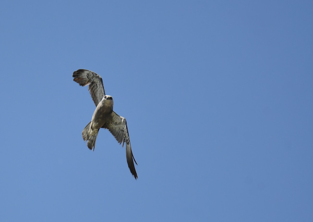 Шуліка світлоголовий - ML644624505