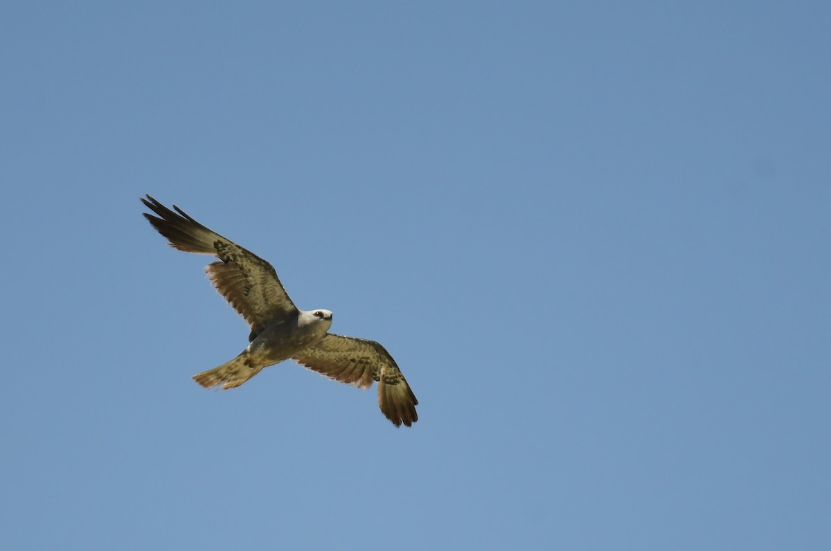 Шуліка світлоголовий - ML644624506