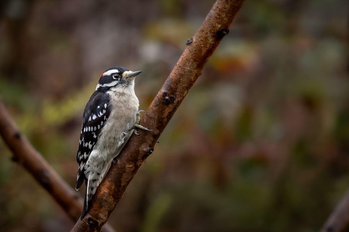 Downy Woodpecker (Eastern) - ML644624510