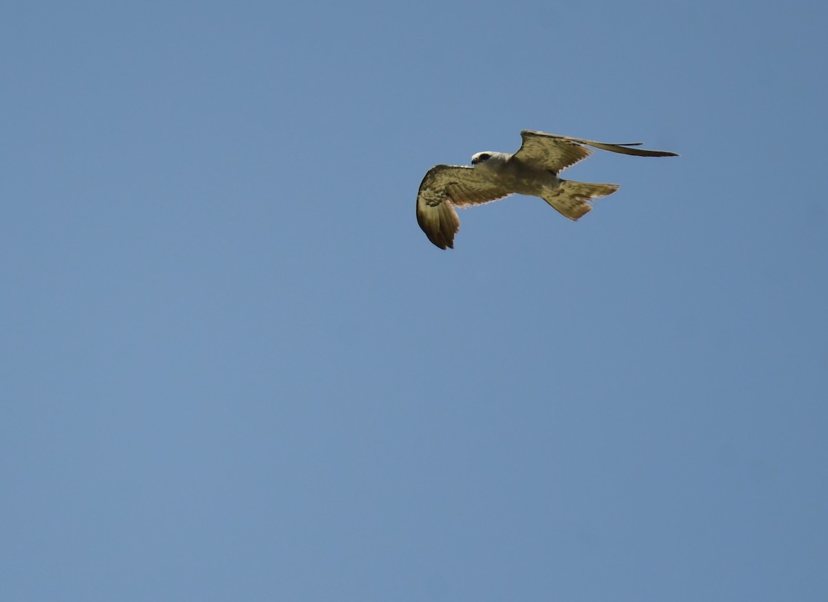 Шуліка світлоголовий - ML644624512