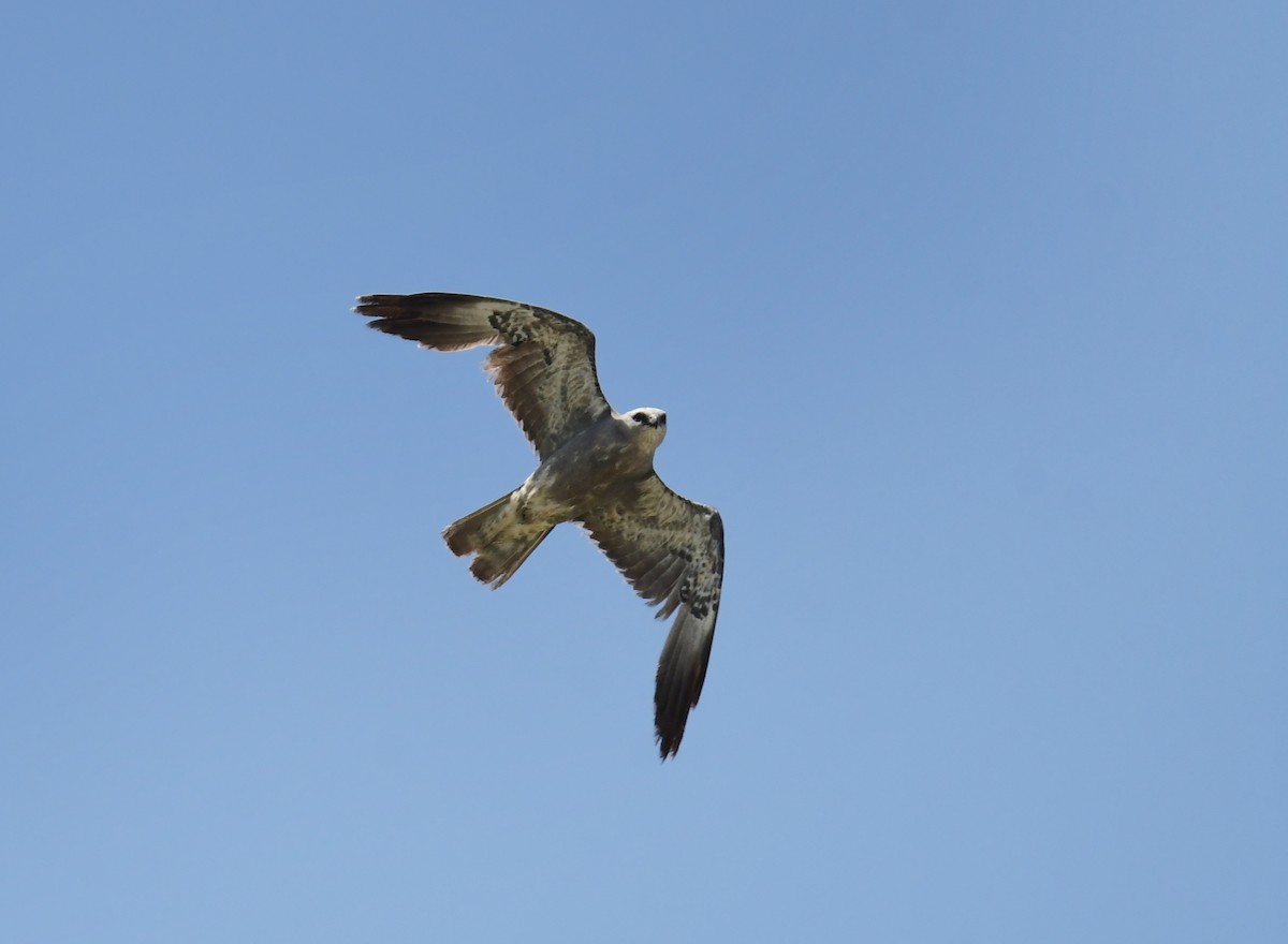 Шуліка світлоголовий - ML644624513