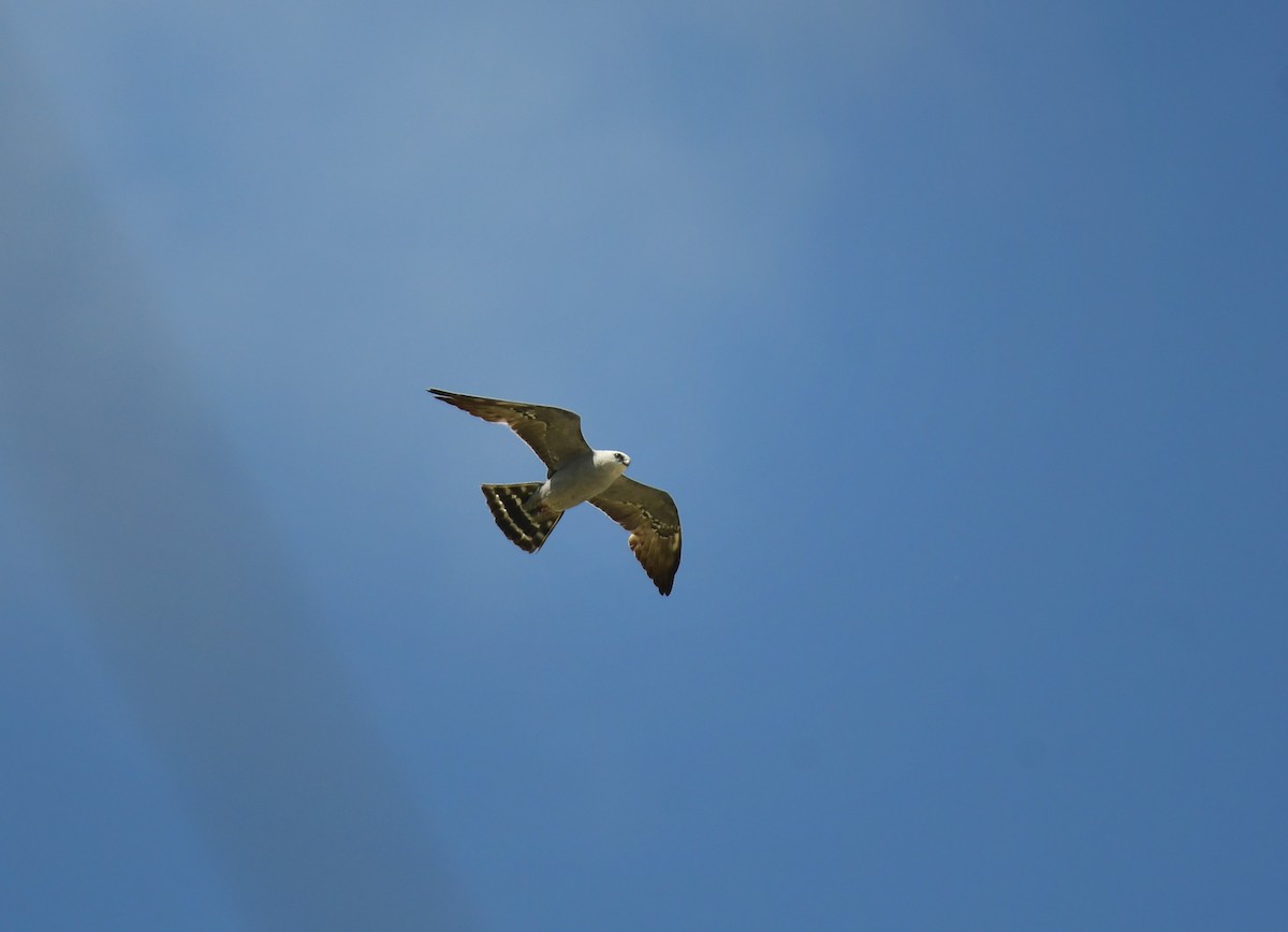 Шуліка світлоголовий - ML644624515