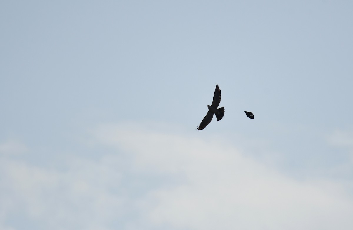 Шуліка світлоголовий - ML644624516