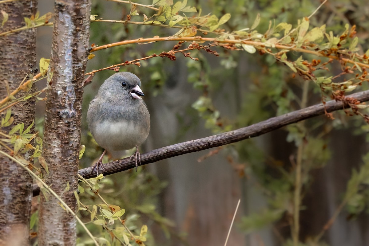 Dark-eyed Junco (Slate-colored) - ML644624518