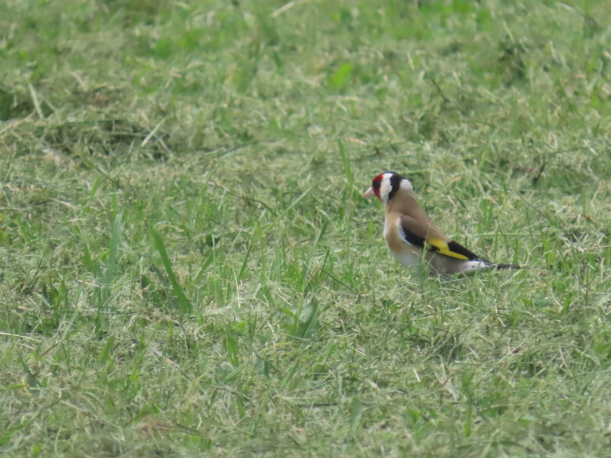 Щиглик звичайний - ML644624519