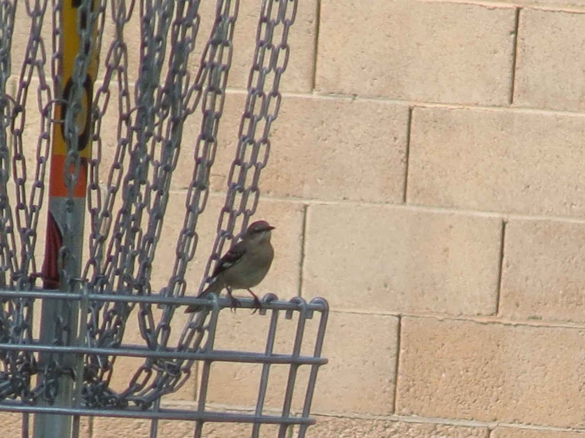 Northern Mockingbird - ML644624526