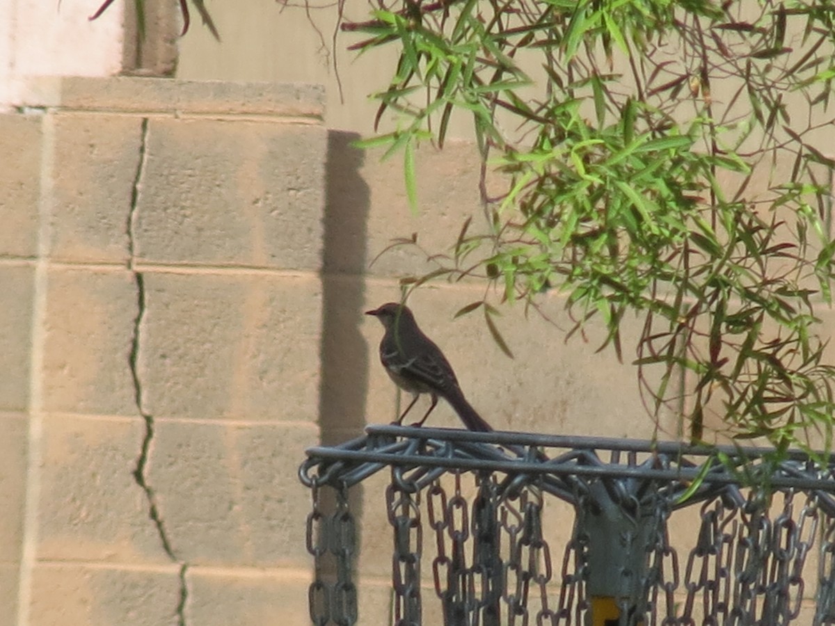 Northern Mockingbird - ML644624527