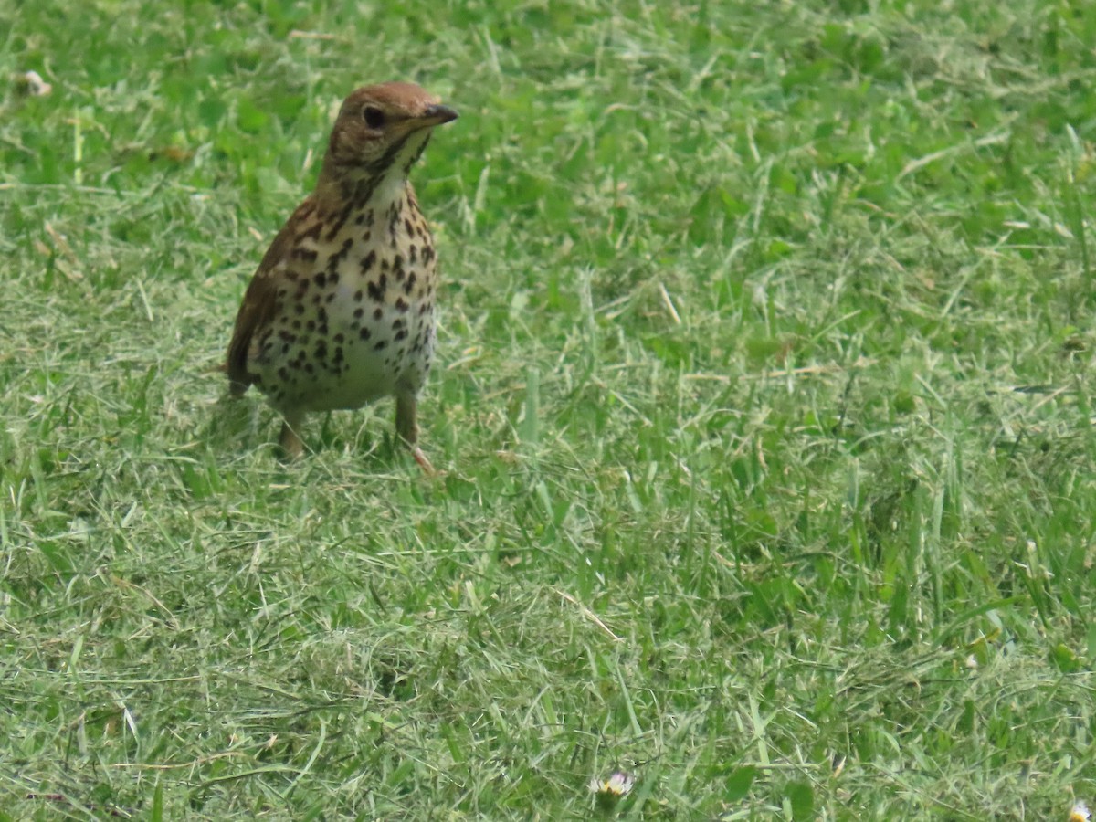 Дрізд співочий - ML644624531