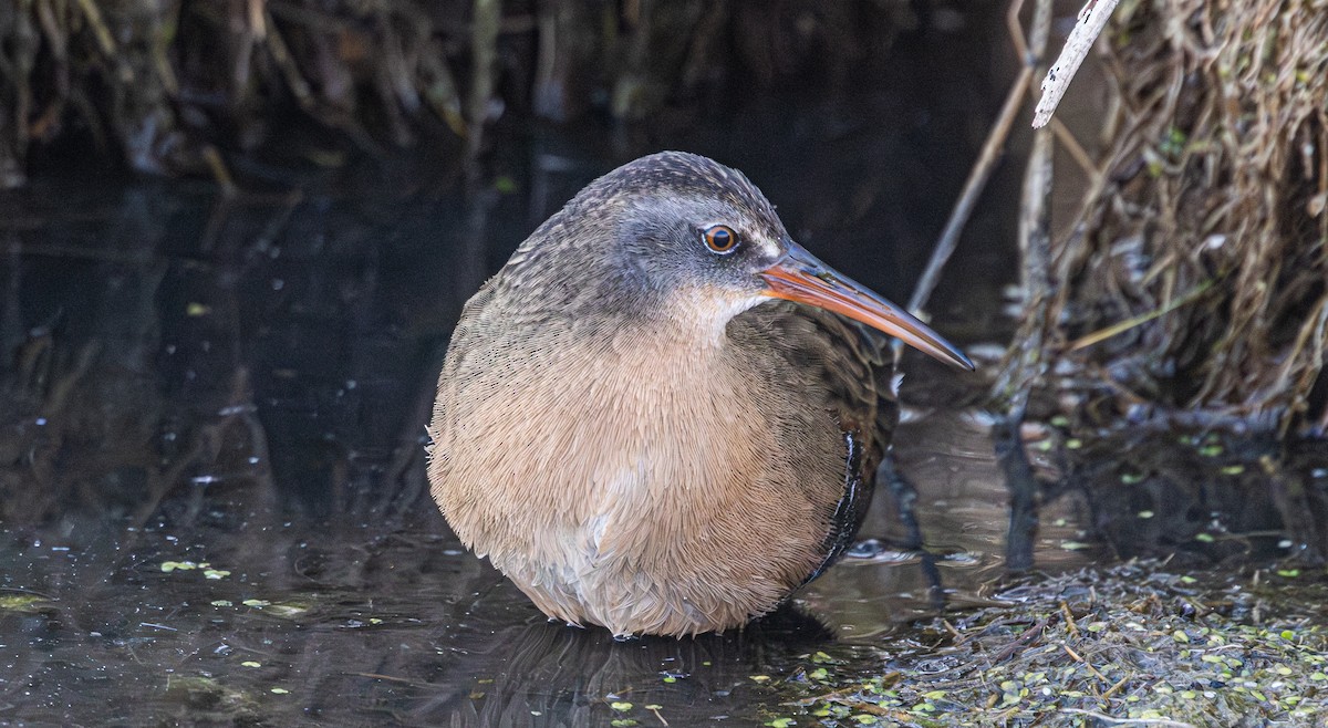 Virginia Rail - ML644624532
