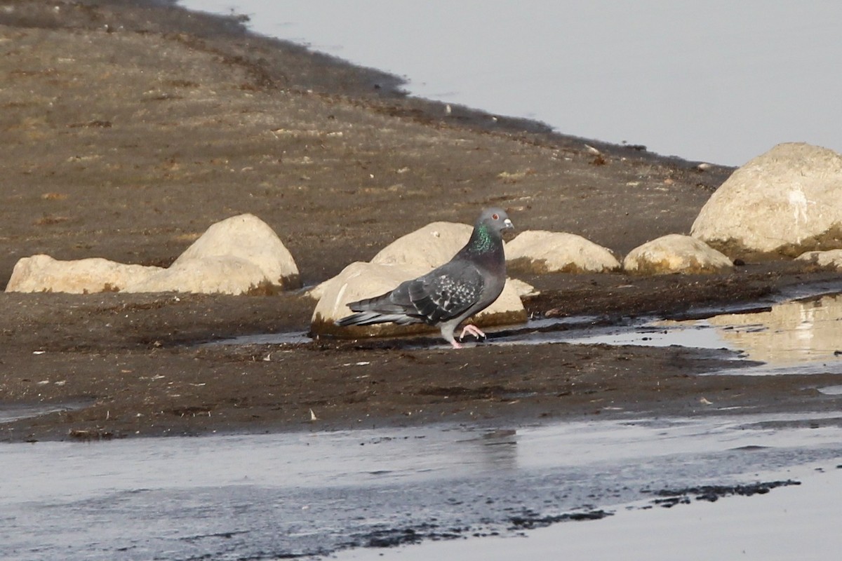 Голуб сизий (міський) - ML644624533