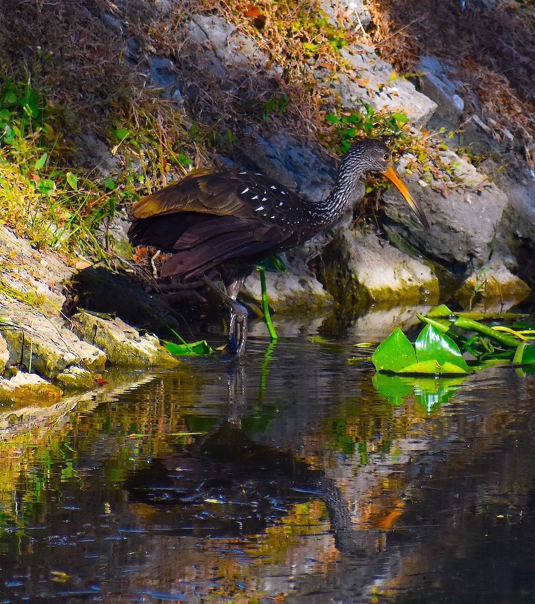 ツルモドキ - ML644624534