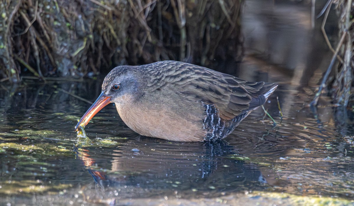 Virginia Rail - ML644624535