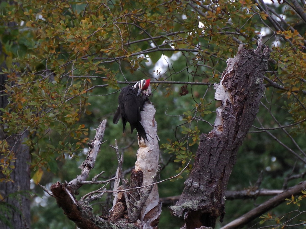 Хохлатая желна - ML644624538